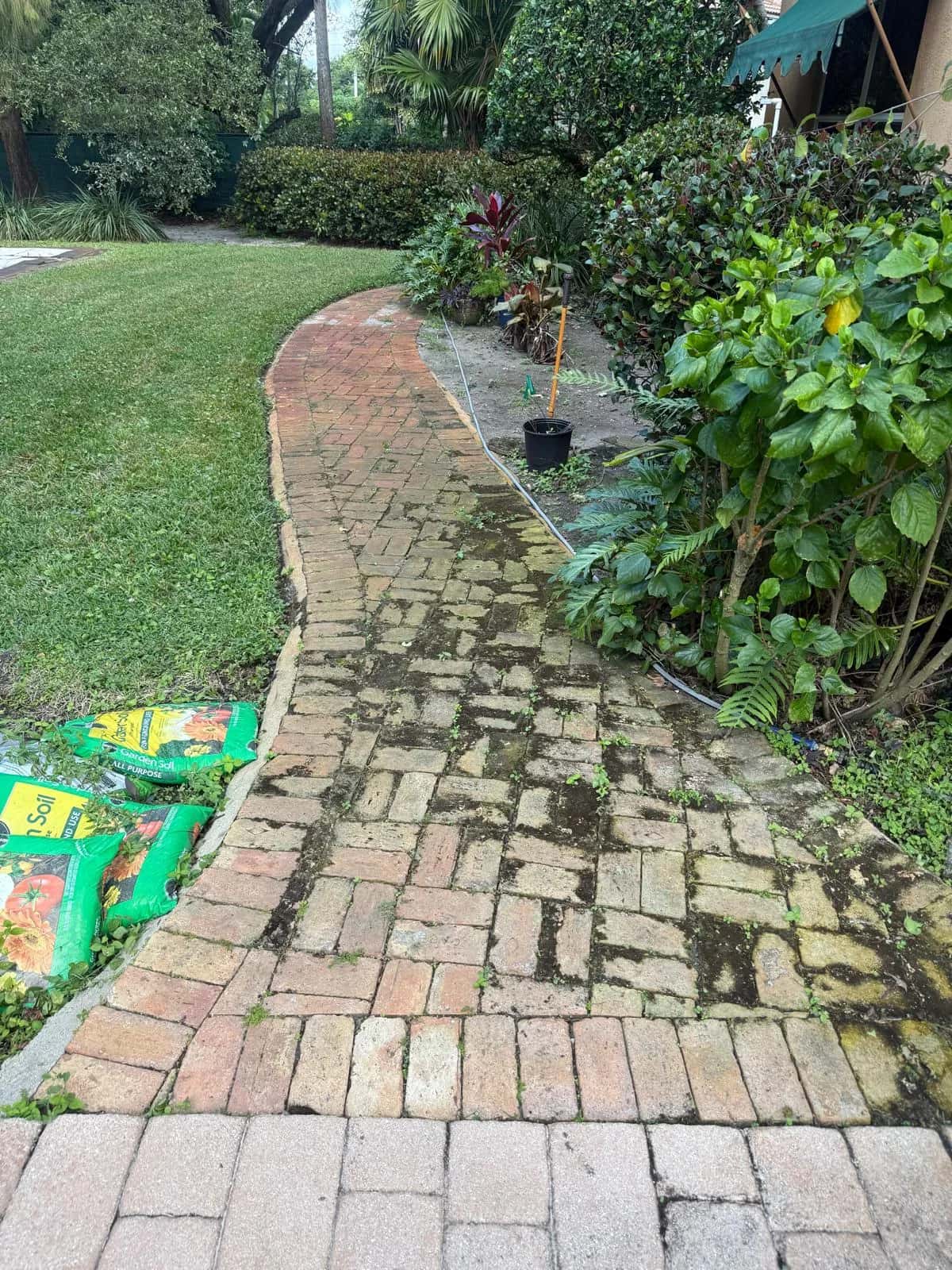 Mossy brick garden walkway before pressure cleaning