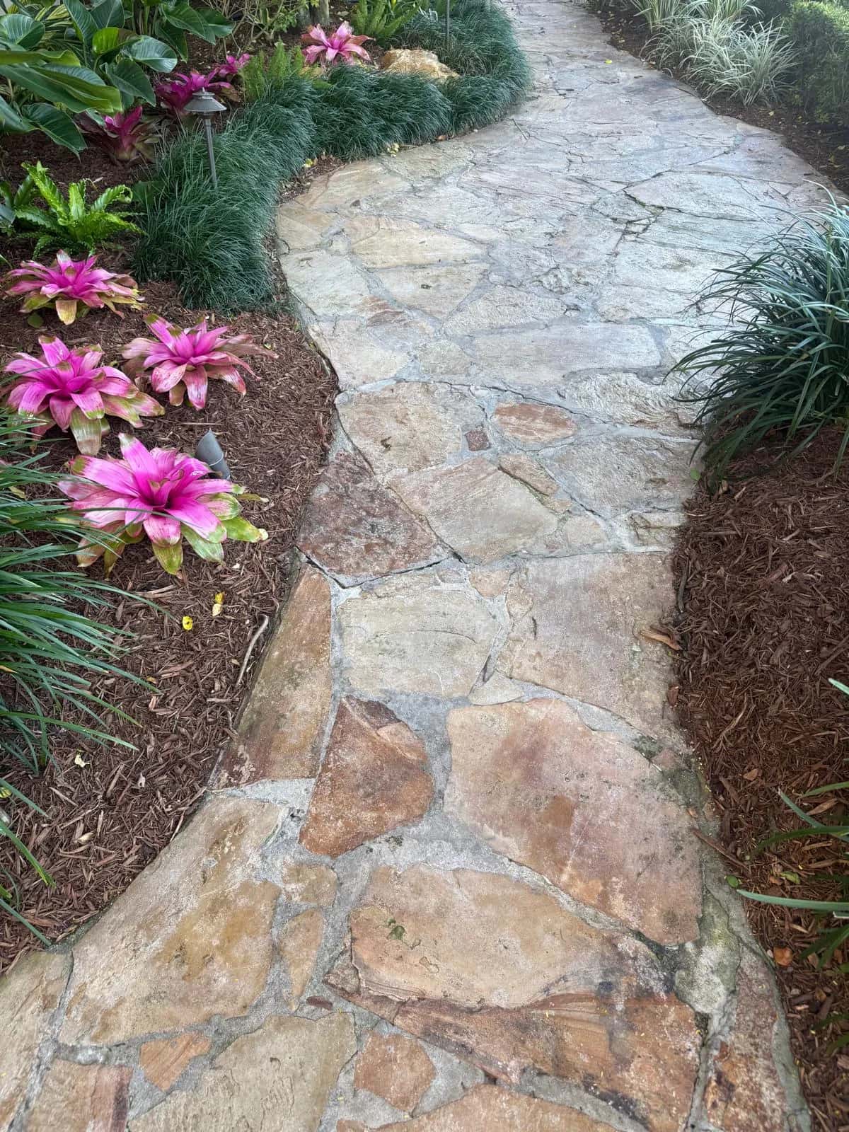 Flagstone walkway lined with bromeliads before cleaning